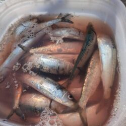 イワシ爆釣なり！