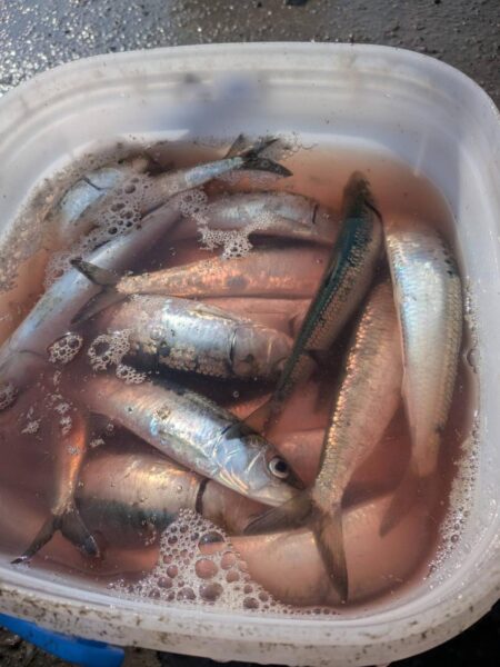 イワシ爆釣なり！