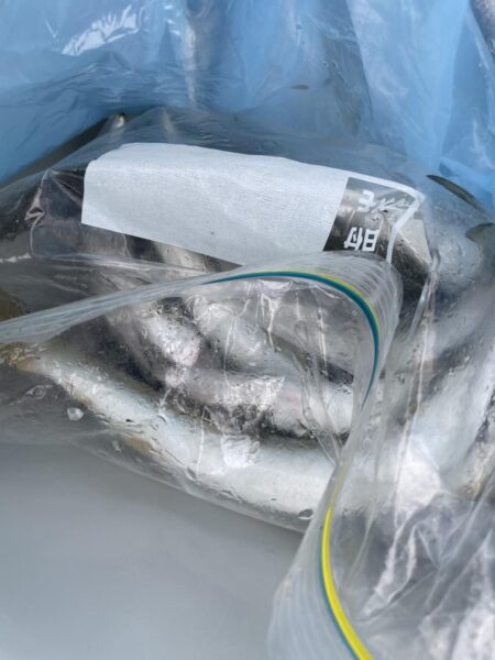 連続カマス釣り