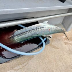 舞鶴ジギング船サワラ便で爆釣