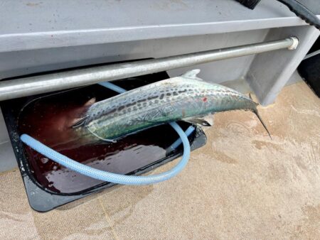 舞鶴ジギング船サワラ便で爆釣