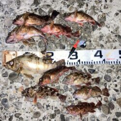 良型メバルにカサゴ入れ食い！