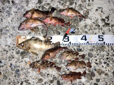 良型メバルにカサゴ入れ食い！