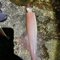 今年初ヤリイカ