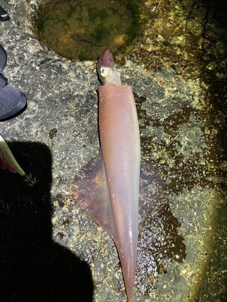 今年初ヤリイカ