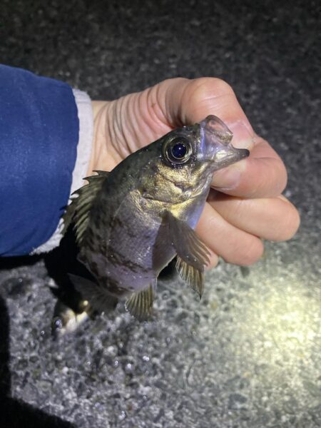 渋いアフターメバル