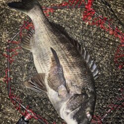 ヘチってきました