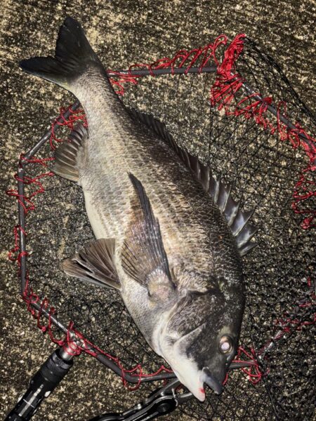 ヘチってきました