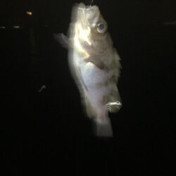 東二見メバル25