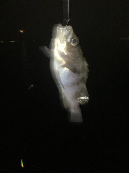 東二見メバル25