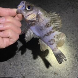 安定のメバリング