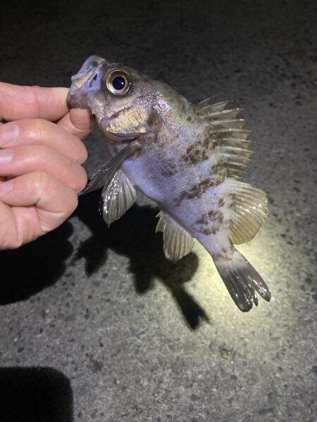 安定のメバリング