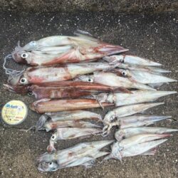 ボウズ続きでやっと初ヤリイカキャッチ