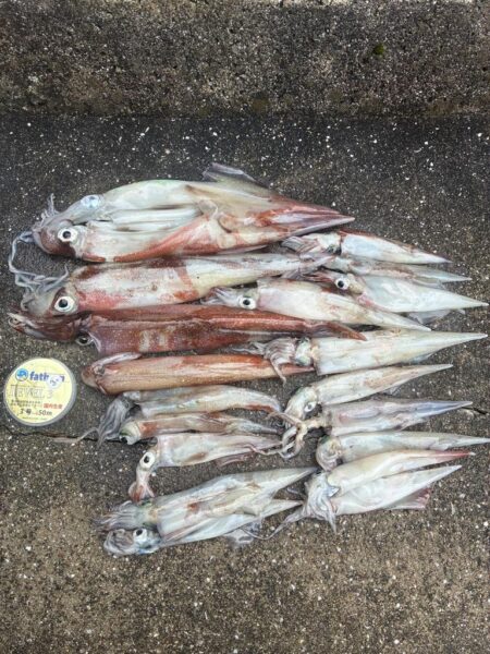 ボウズ続きでやっと初ヤリイカキャッチ