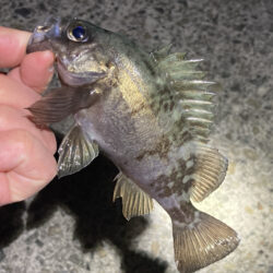 明石メバリング