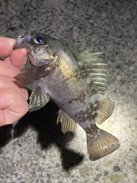 明石メバリング