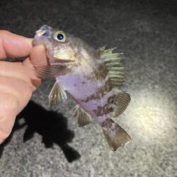 サイズ伸びず苦戦