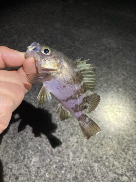 サイズ伸びず苦戦