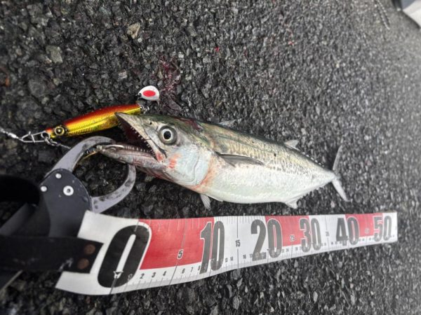 ショアジギング