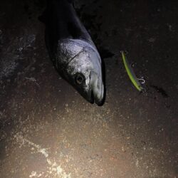 久しぶりの釣行で70cmGET☆