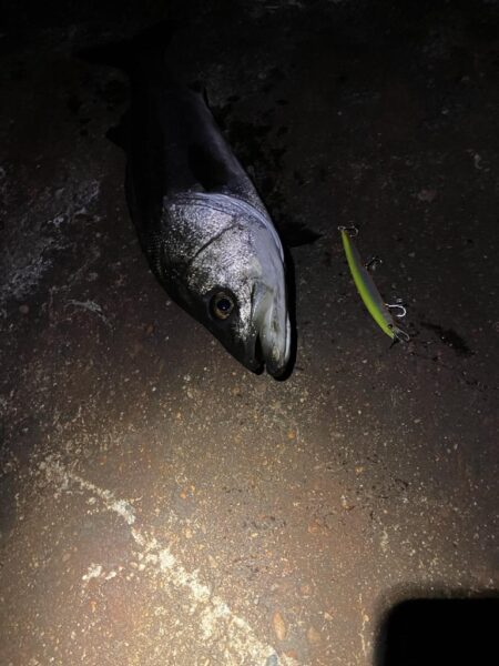 久しぶりの釣行で70cmGET☆