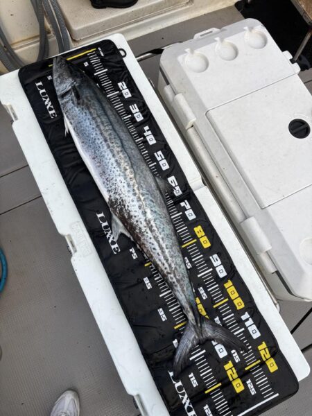 サワラブレードジギング