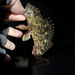 2026.No.4 ライトゲーム