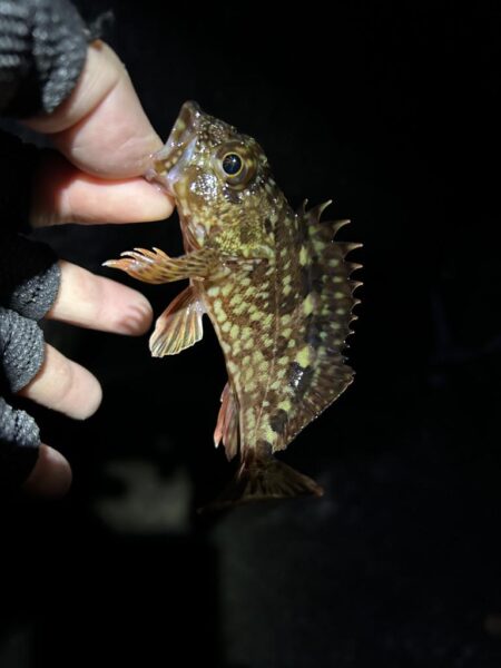 2026.No.4 ライトゲーム