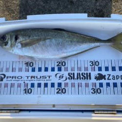 ギガアジとシーバス