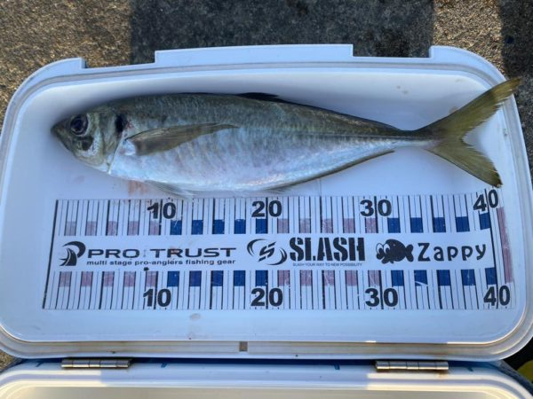 ギガアジとシーバス