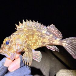 リハビリメバリング