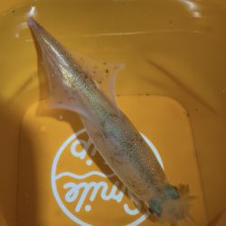 【常神半島】初ヤリイカ！