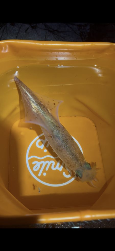 【常神半島】初ヤリイカ！