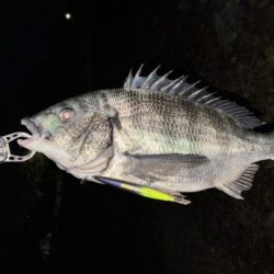 ナイトシンペンでチヌ!