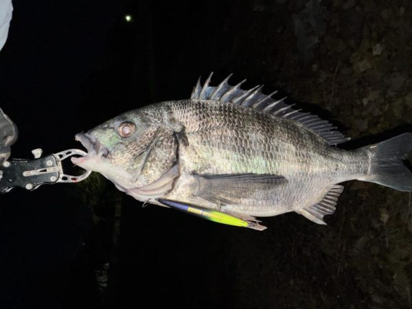 ナイトシンペンでチヌ!