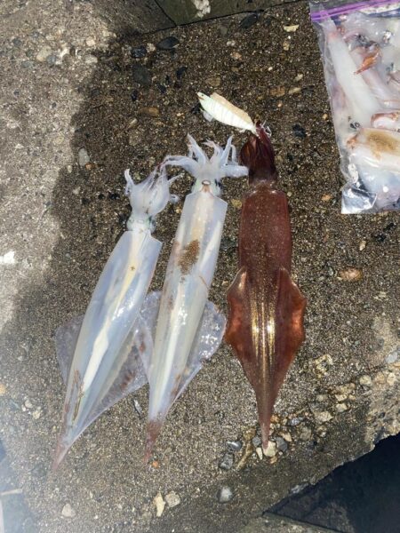 久しぶりのヤリイカ釣り