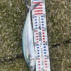 サゴシが入れ食い