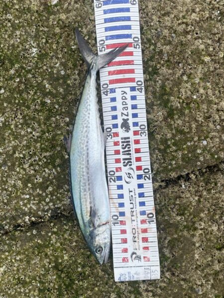 サゴシが入れ食い