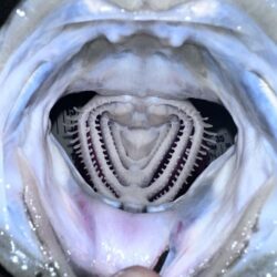 【中潮四日目】困ったらボトムネチリンコ！