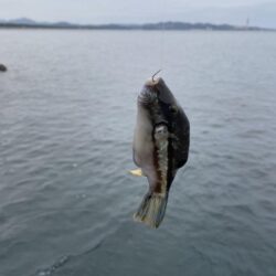 寒グレ、乗っ込み?チヌ