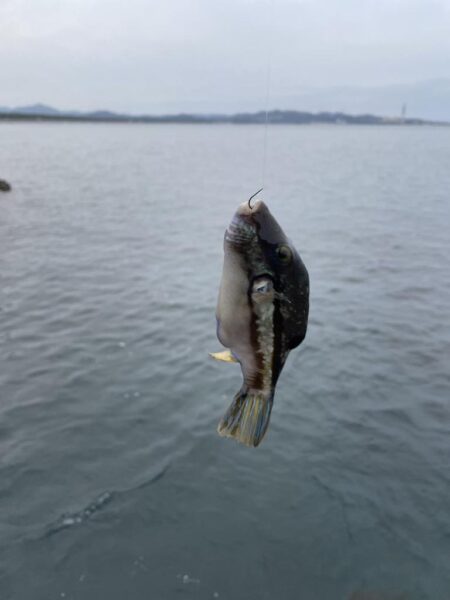 寒グレ、乗っ込み?チヌ