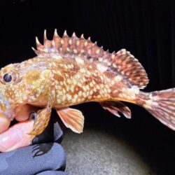 バレンタインデーメバリング