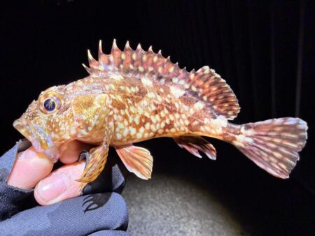 バレンタインデーメバリング