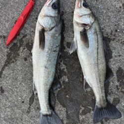 久々のハネ釣れました