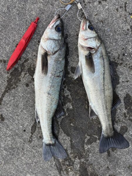 久々のハネ釣れました