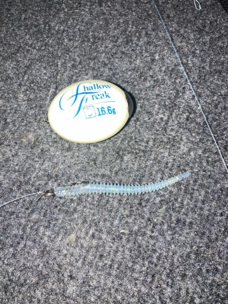 ナイト　フロートアジングでアジ14匹GET