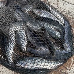 初めてのサーモン釣り|家島海上釣り堀水宝で釣り大会!