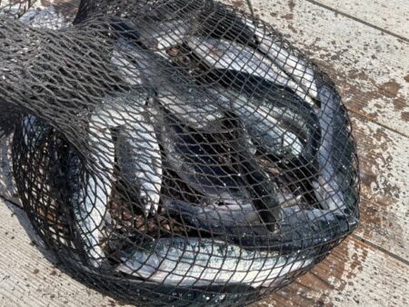 初めてのサーモン釣り|家島海上釣り堀水宝で釣り大会!