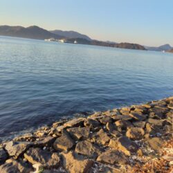 サゴシと太刀魚