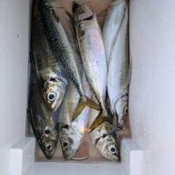 １年振りに水軒一文字へ